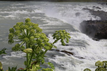 bright green angelica flower with a bokeh background of a rapid flowing river and waterfall