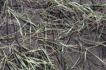 close up of lyme grass growing on black sand