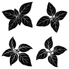 Obraz premium Four stylized black basil plant arrangements with detailed leaf veins on a white background design element