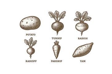 Vintage vegetable illustrations: potato, turnip, radish, parsnip, yam.Colorful icons set illustrated