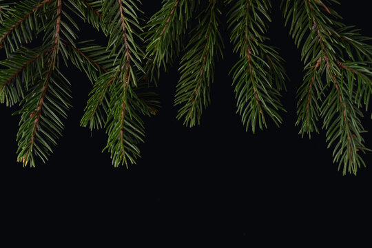 Pine branches for Christmas decoration on black background