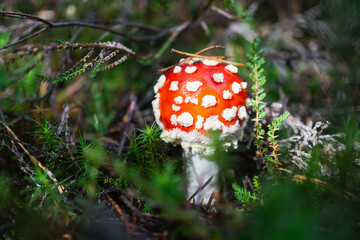 Bright red amanita mushroom stands out against green forest floor under soft light