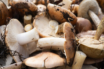 Freshly harvested wild mushrooms in earthy tones displayed in a cozy kitchen setting