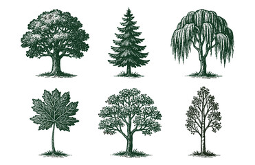 Obraz premium Collection of detailed botanical tree illustrations showcasing diverse tree species.Colorful icons set illustrated