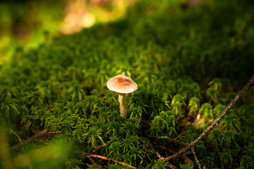 A small wild mushroom growing in lush green moss on the forest floor, illuminated by warm sunlight. Peaceful nature scene symbolizing growth, autumn, and forest tranquility.