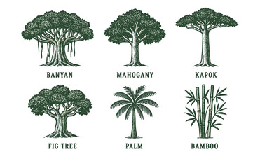 Illustrated variety of trees: banyan, mahogany, kapok, fig tree, palm, bamboo.Colorful icons set illustrated