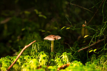 A small wild mushroom growing in lush green moss on the forest floor, illuminated by warm sunlight. Peaceful nature scene symbolizing growth, autumn, and forest tranquility.