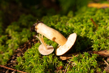 A small wild mushroom growing in lush green moss on the forest floor, illuminated by warm sunlight. Peaceful nature scene symbolizing growth, autumn, and forest tranquility.
