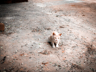 Thai local community cat &mdash; a native Thai cat living freely in a neighborhood, reflecting simple life and everyday local culture.