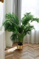 A palm tree in a golden planter in a bright and spacious room. Style, luxury and minimalism,