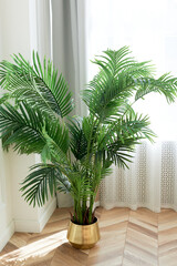 A palm tree in a golden planter in a bright and spacious room. Style, luxury and minimalism,