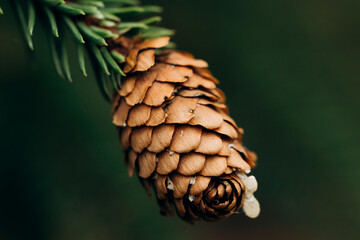 Close-up of a pine cone in a forest setting