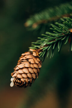 Close-up of a pine cone on a lush green tree branch