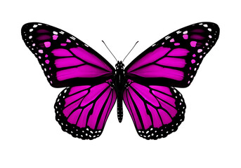 Obraz premium Vibrant magenta monarch butterfly with intricate wing patterns isolated on transparent background