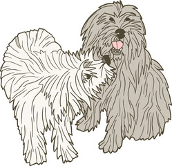 Pyrenean Shepherd Dog – long-haired mountain dog vector illustration