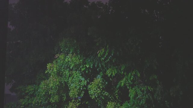 Night rainy on gren tree tropical forest nature science weather
