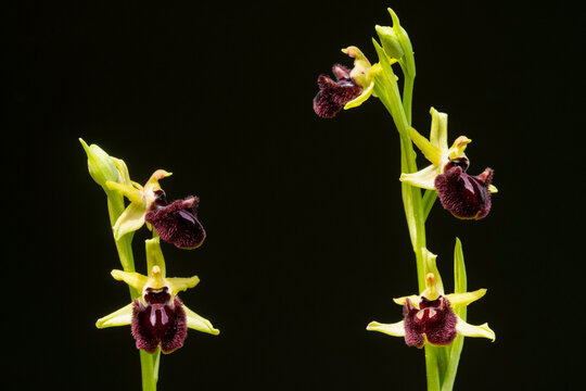 Exotic ophrys incubacea orchid in Andalusia