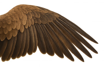 Bird wing showing brown feathers, abstract freedom and animal flight concept, transparent background