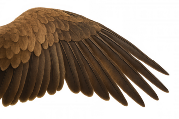 Bird wing showing brown feathers, abstract freedom and animal flight concept, transparent background