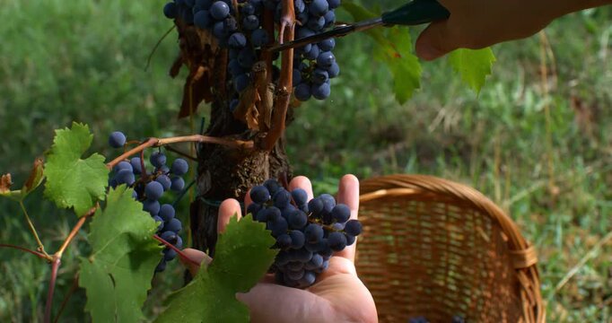 Close-up of a man inspecting dark wine grapes moments before handpicking during harvest in a vineyard. Cinematic lighting and shallow depth of field create an authentic, emotional atmosphere.