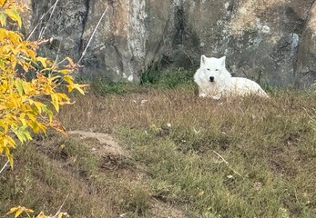 White wolf at the zoo