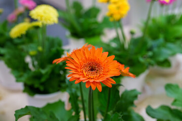 鮮やかなオレンジと黄色のガーベラのクローズアップ