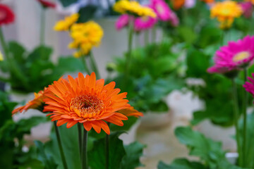 鮮やかなオレンジと黄色のガーベラのクローズアップ