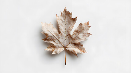 a single dried maple leaf placed on a clean white background