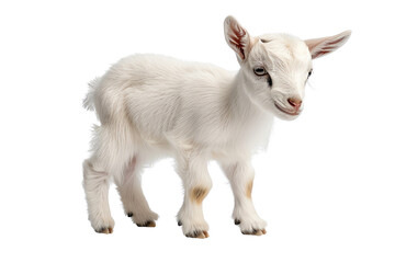 Naklejka premium Adorable white baby goat standing on a white isolated background, showcasing its playful nature and curiosity.