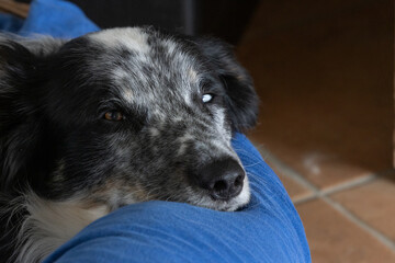 Gesicht portrait eines merle Border Collie mit Flecken odd-eyed, mit zwei verschieden farbigen Augen in blau und braun liegt auf einem blauen Kissen auf terracotta Fliesen 