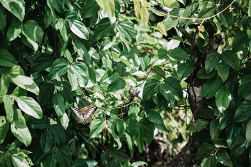 Beautiful clipper butterfly with open wings resting on green leaves in tropical forest, enjoying sunlight