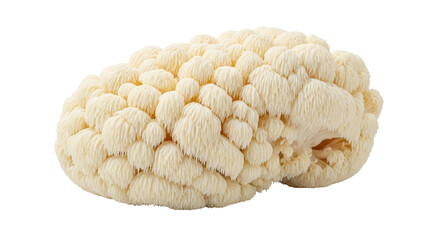 Isolated Hericium erinaceus fungus with an irregular shape, a cluster of branching spines
