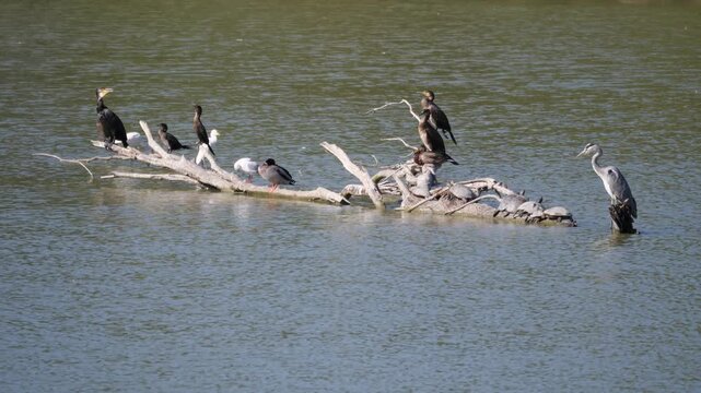 Cormorani appoggiati su un ramo galleggiante sull'acqua