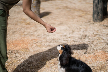 Person feeding pine nuts to attentive dog outdoors