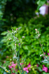 若葉と花のつぼみが織りなす初夏の景色