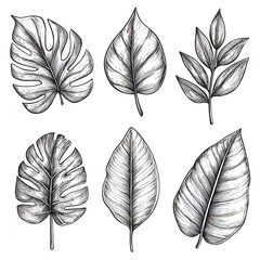 Detailed tropical leaf sketches in pencil style, perfect for digital artwork, botanical studies, home decor and craft projects