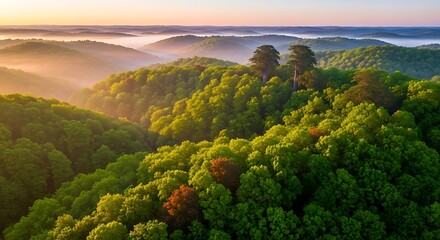 Obraz premium Misty morning mountain landscape serene sunrise illuminating lush green forest canopy natural beauty tranquil outdoor scene