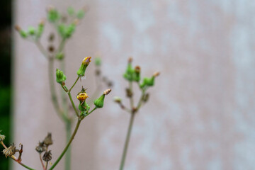 ノボロギクのつぼみと種子殻 ― ベージュ背景のミニマル