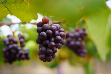 Ninh Thuan grapes are a signature fruit of Vietnam’s sun-drenched south-central coast, known for their vibrant flavor, nutritional value, and cultural significance.