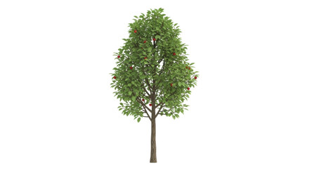 Isolated Tree, Fruit-Bearing Deciduous Tree with Green Leaves and Ripening Red Fruit, Summer