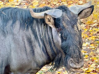 buffalo in the woods