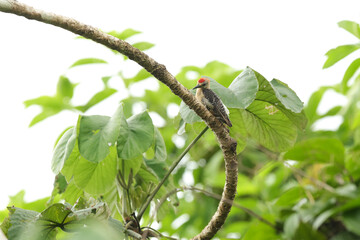 Lineated woodpecker perched in Gatun Lake forest