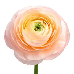 A close-up of a fully bloomed flower with layered peach and light yellow petals, centered