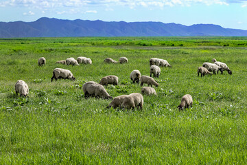 Obraz premium Sheep in a meadow on green grass. Sheep grazing in a beautiful landscape in countryside