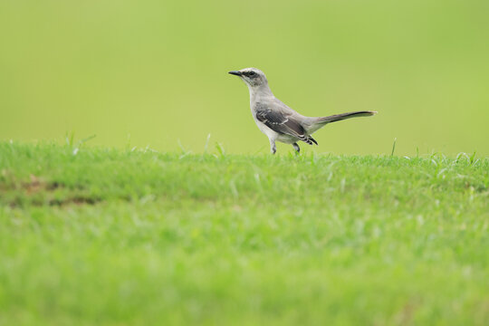 Northern mockingbird in Gatun Lake meadow