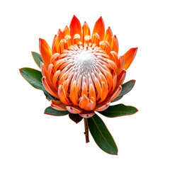 Isolated, vibrant orange and white protea flower with green leaves against a black background