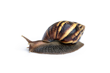 Giant african snail - Achatina fulica are crawling or moving slowly isolated on white background.