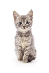Fototapeta premium Little gray kitten looking at the camera.