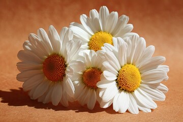 Fototapeta premium Four daisies with white petals and yellow centers rest against a warm, orange-brown backdrop