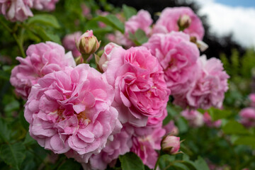 Pink Cluster Roses (Rosa polyantha) Blossoming Outdoors